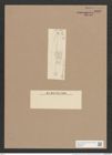 Navicula albinensis Grun. (de-Toni-Nr.: Genus 1, Species 500) Zeichnungen Sammlung Grunow Nr. 1008 (NHMW-BOT-W0367533)